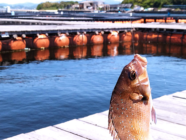 マダイが釣れた様子/カタタの釣堀（和歌山県/白浜町）