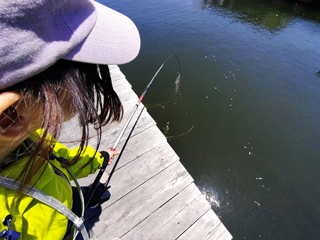 「カタタの釣堀」釣りの様子/とれとれパーク（和歌山県/白浜町）