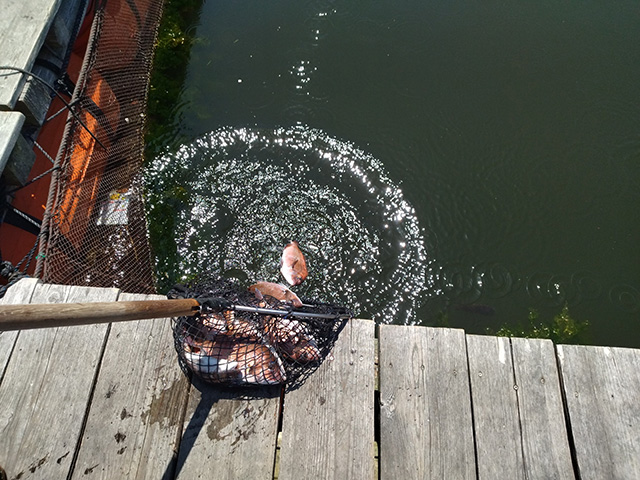 釣堀に魚を大量投入/カタタの釣堀（和歌山県/白浜町）