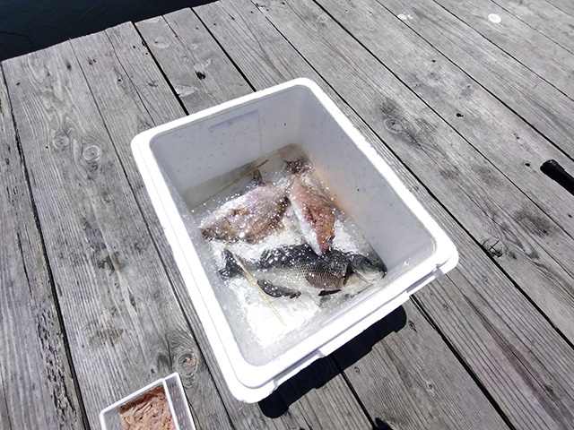 「カタタの釣堀」釣れた魚/とれとれパーク（和歌山県/白浜町）
