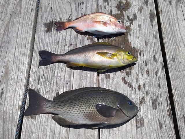 釣果はマダイ、イサキ、メジナ/カタタの釣堀（和歌山県/白浜町）