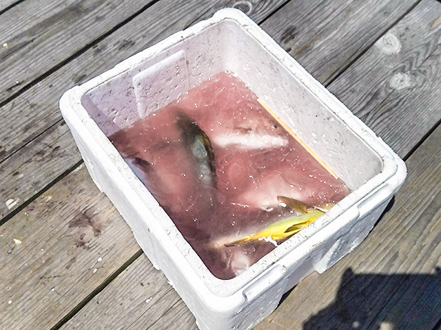 1時間くらい釣った人の釣果は/カタタの釣堀（和歌山県/白浜町）