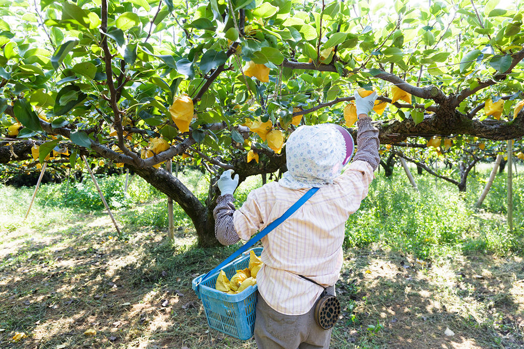 梨栽培の様子(イメージ)