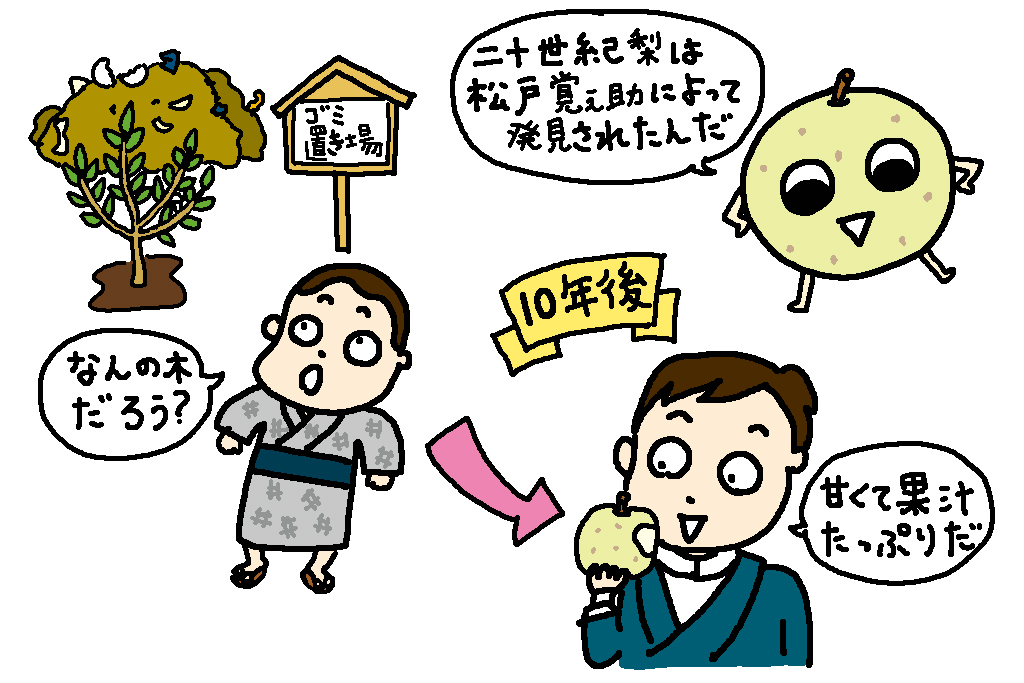 鳥取県の特産品「二十世紀梨」