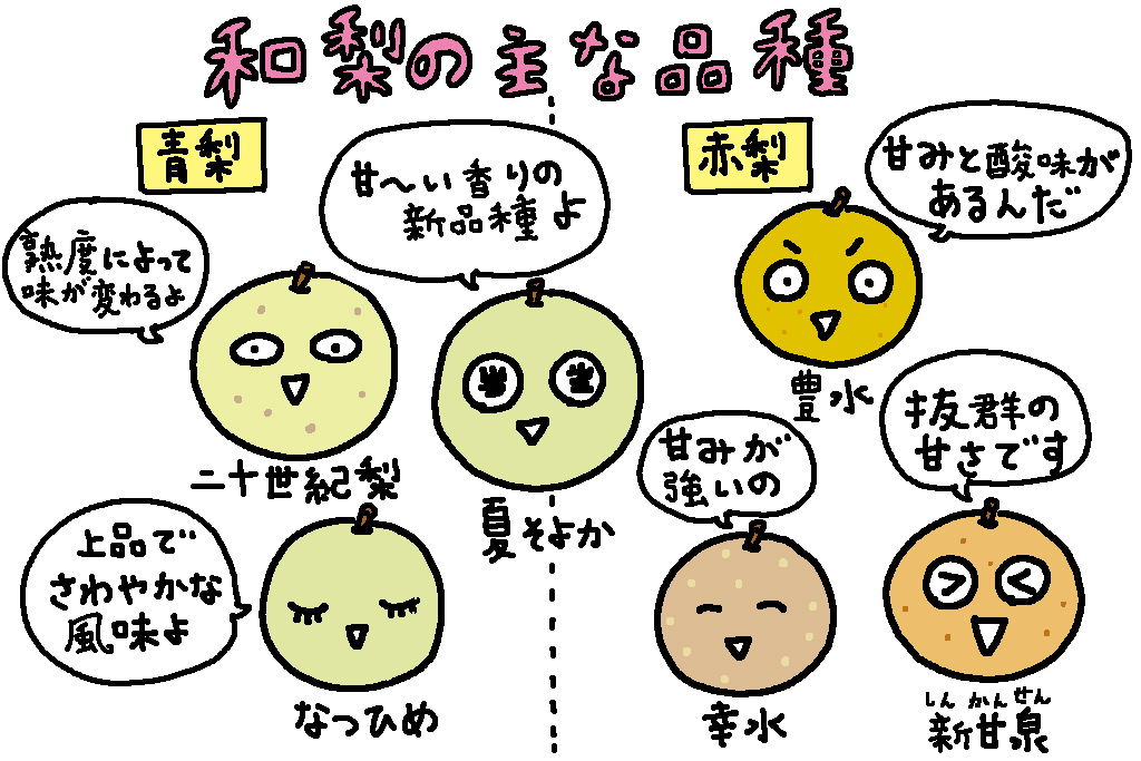 和梨の主な品種/鳥取県の特産品「二十世紀梨」