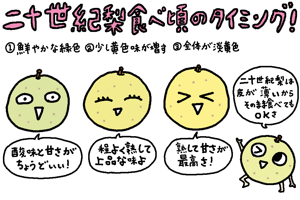 二十世紀梨食べごろのタイミング/鳥取県の特産品「二十世紀梨」