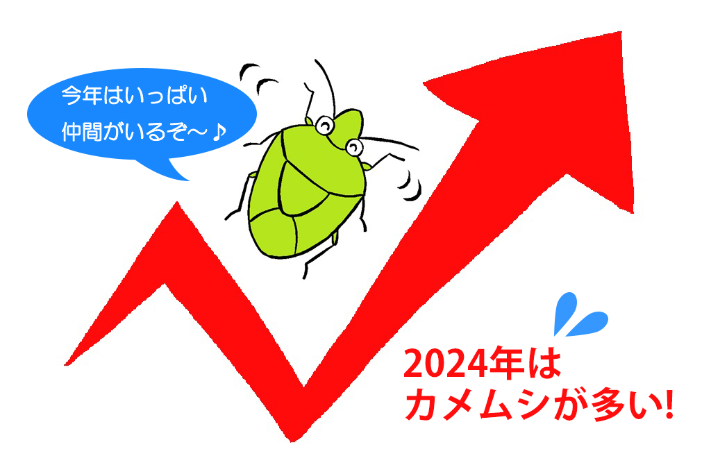 2024年はカメムシが多い