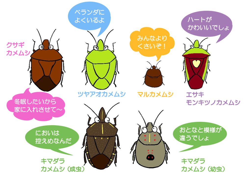 よく見るカメムシの種類