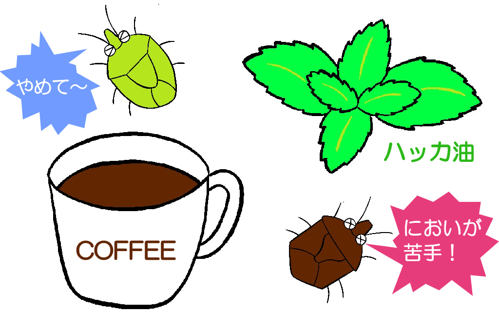 カメムシが苦手なコーヒーとハッカ