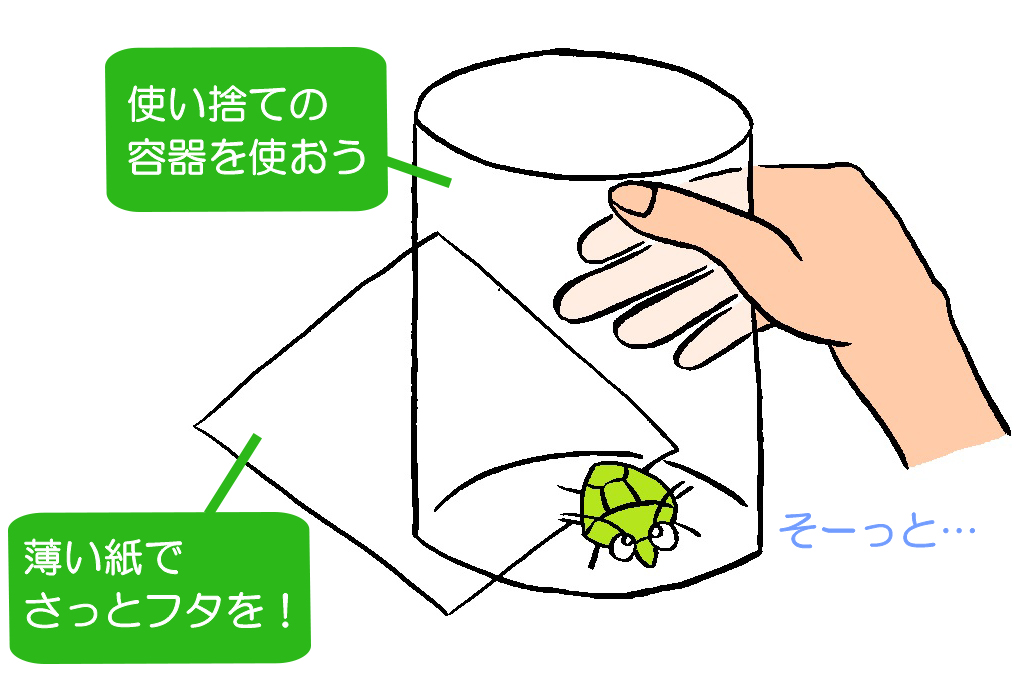 刺激しない！カメムシの捕まえ方