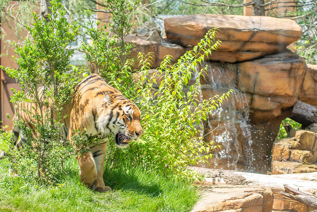 アムールトラ/那須どうぶつ王国（栃木県／那須町）