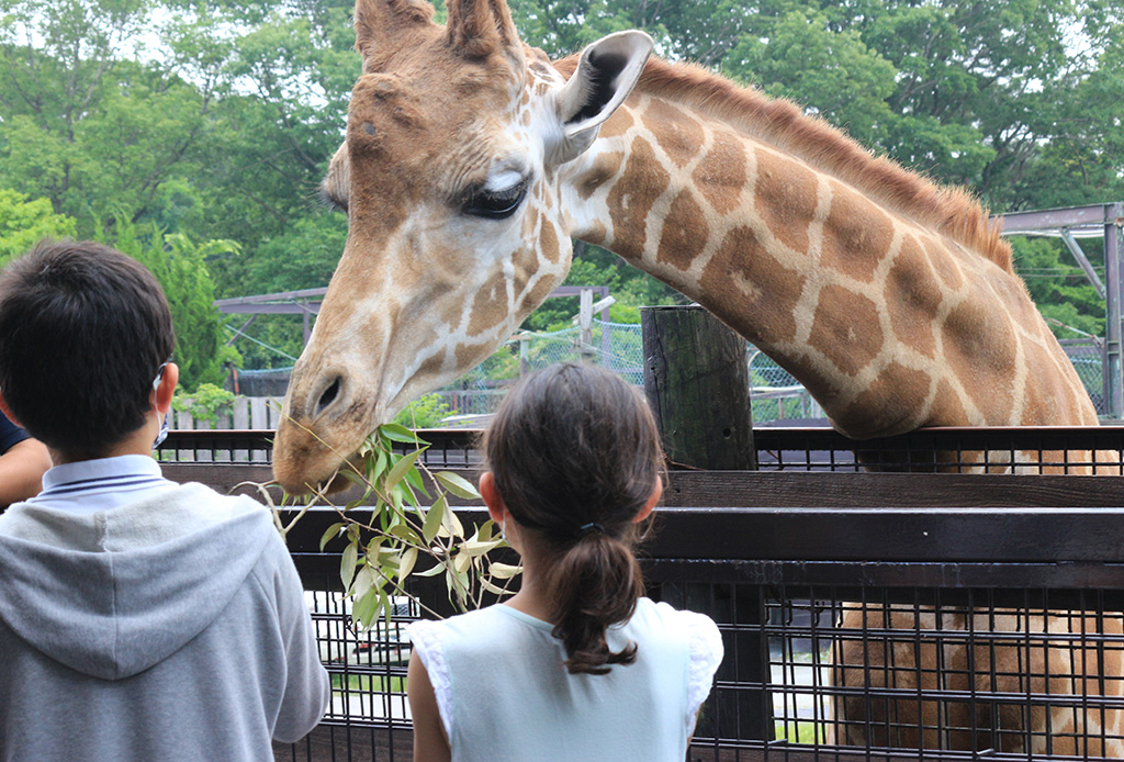 キリンのエサやり/那須サファリパーク （栃木県／那須町）