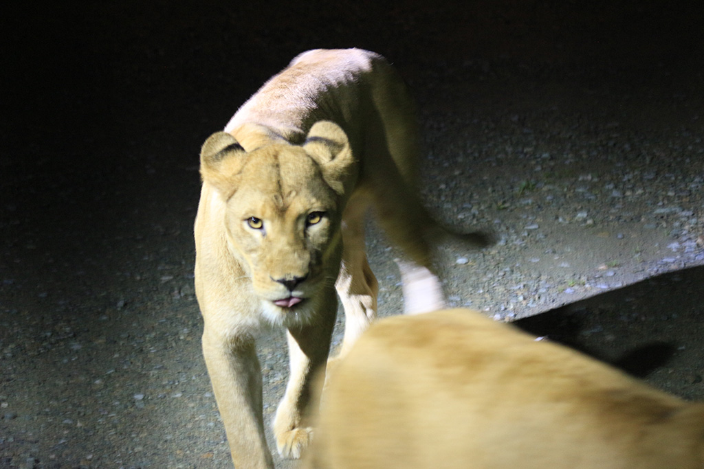ナイトサファリ/那須サファリパーク （栃木県／那須町）