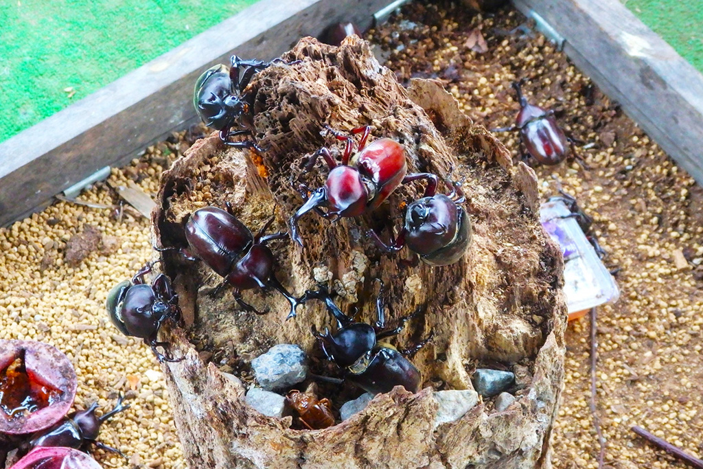 「カブトムシ・クワガタムシに触れよう」イメージ/ロックハート城（群馬県／吾妻郡）