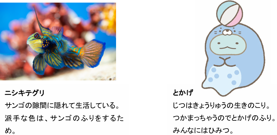 ニシキテグリととかげ/すみっコぐらし水族館 meets 上越市立水族博物館 うみがたり(新潟県/上越市)