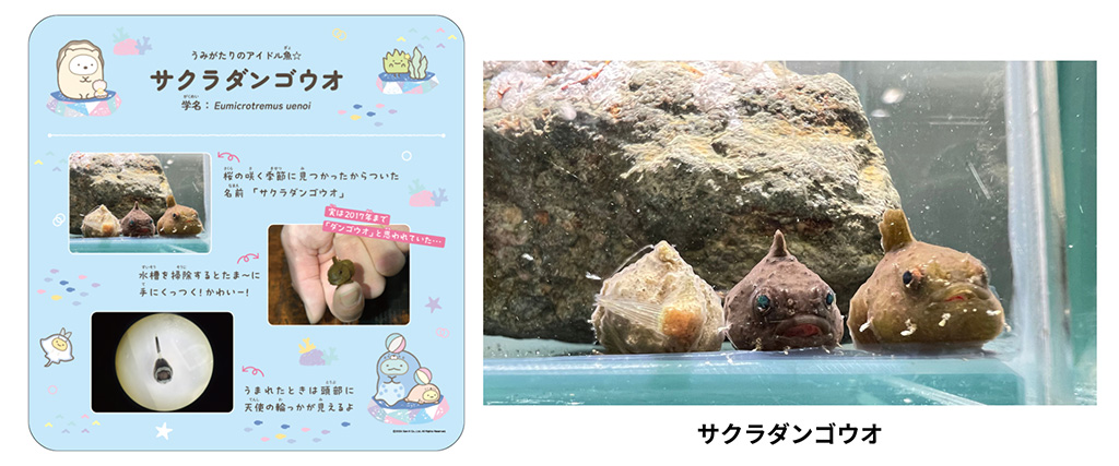 オリジナル解説パネル/すみっコぐらし水族館 meets 上越市立水族博物館 うみがたり(新潟県/上越市)