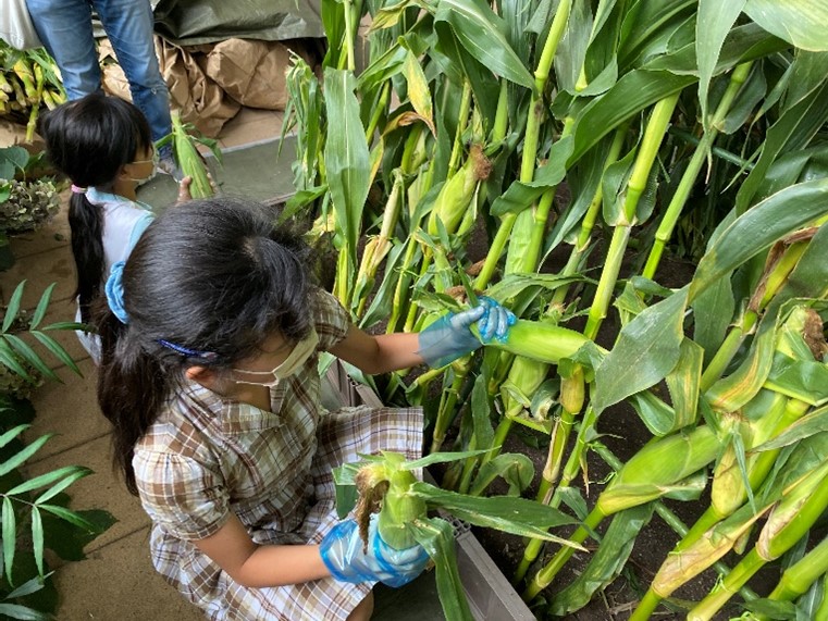 出張農園/ベジフルまつり（東京都/千代田区）