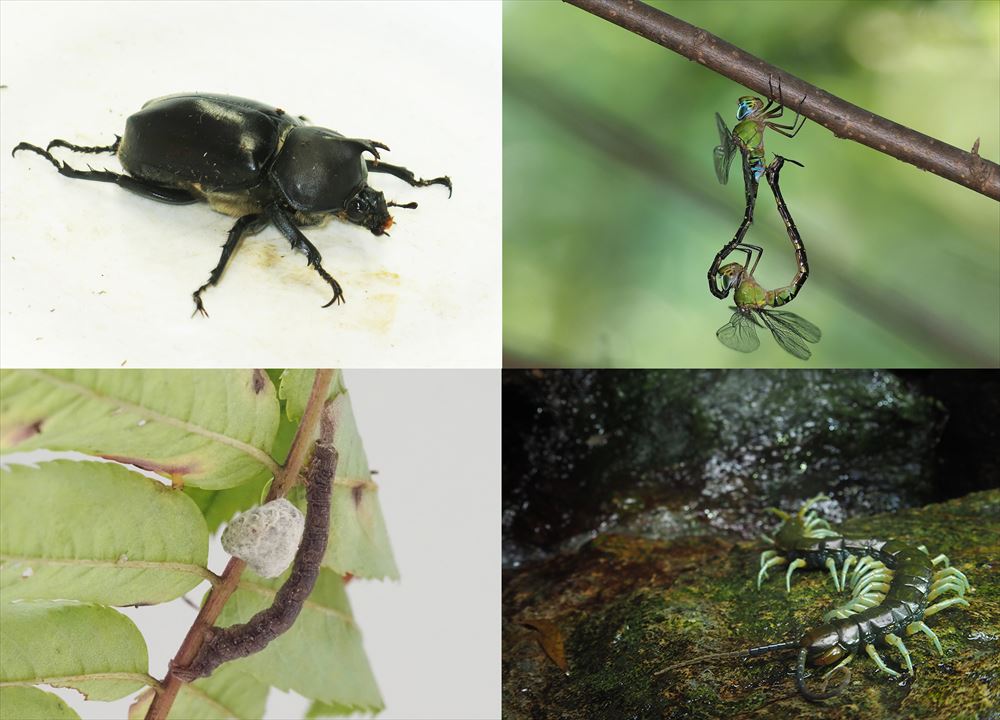 特別展「昆虫 MANIAC」/国立科学博物館（東京都/台東区）