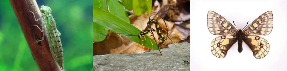 （左）ギンヤンマのヤゴ（中）エゾオナガバチ｜特別展「昆虫 MANIAC」/国立科学博物館（東京都/台東区）
