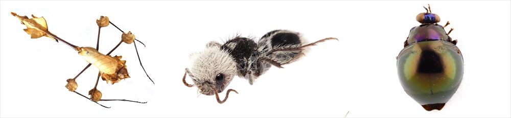見たことがないマニアックなムシが大集合！｜特別展「昆虫 MANIAC」/国立科学博物館（東京都/台東区）