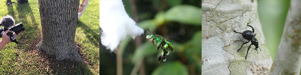 特別展「昆虫 MANIAC」/国立科学博物館（東京都/台東区）