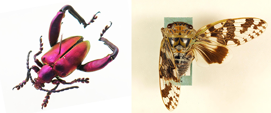 特別展「昆虫 MANIAC」/国立科学博物館（東京都/台東区）