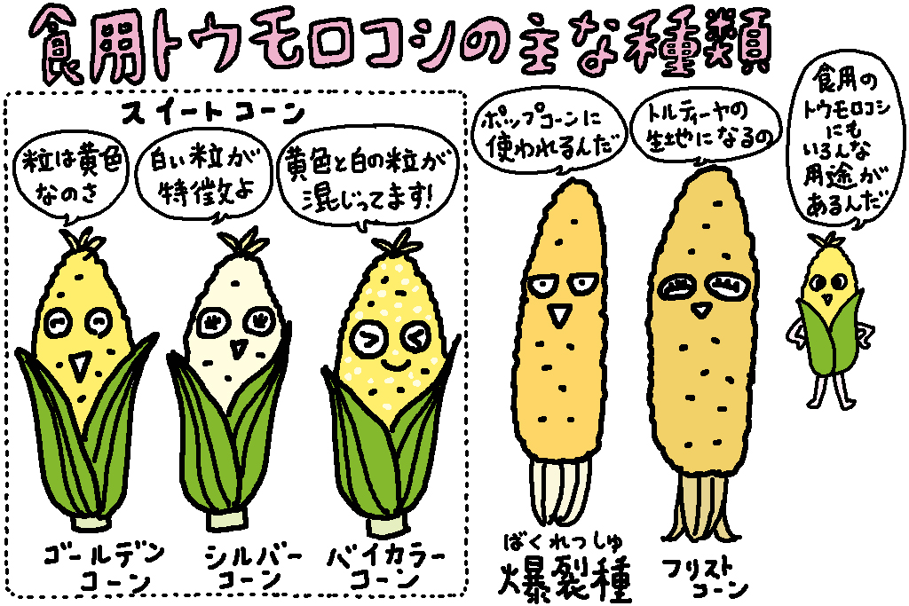 山梨県の特産品「とうもろこし」食用トウモロコシの主な種類