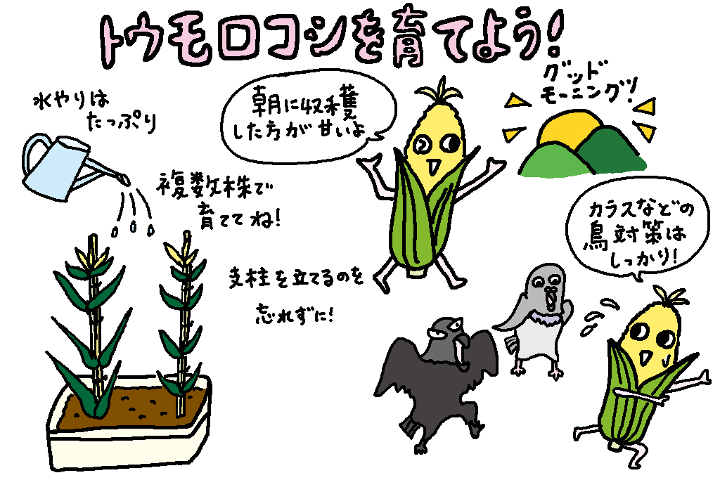 トウモロコシを育てよう/山梨県の特産品「とうもろこし」