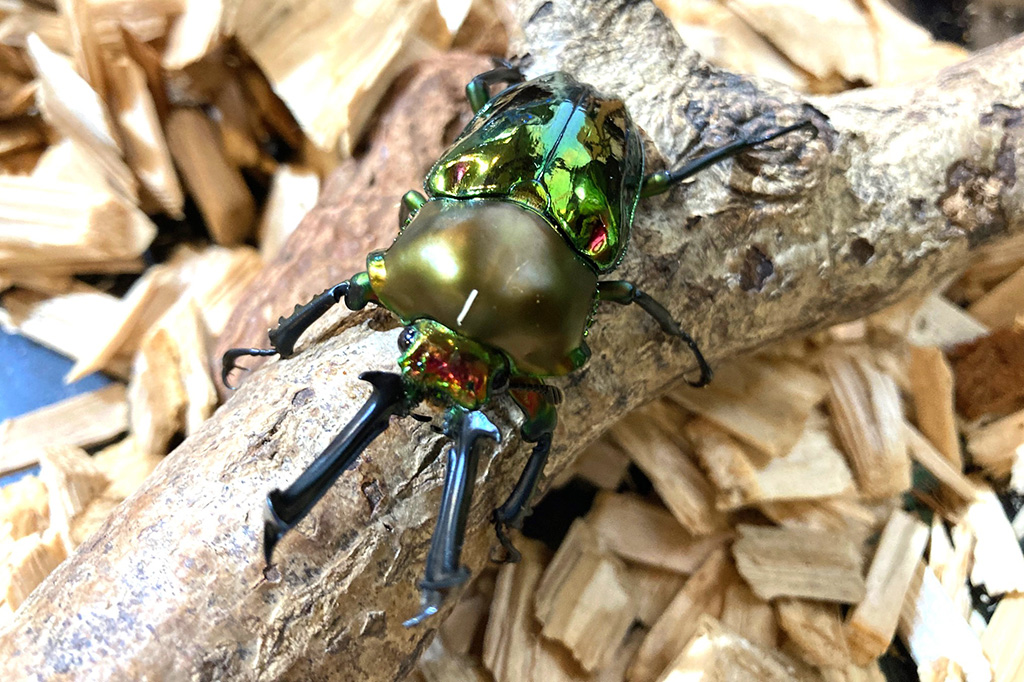 熱帯の昆虫2025（東京 ）