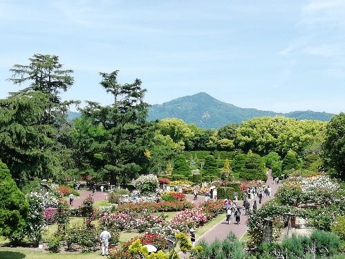 恐竜時代の植物展（京都府/京都市）