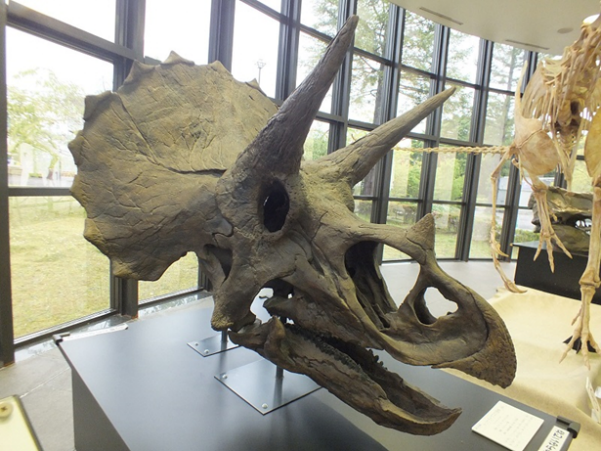 恐竜時代の植物展（京都府/京都市）