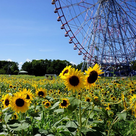 親子で楽しむ夏休み！水上バスで葛西臨海公園に行こう！（東京都/墨田区）