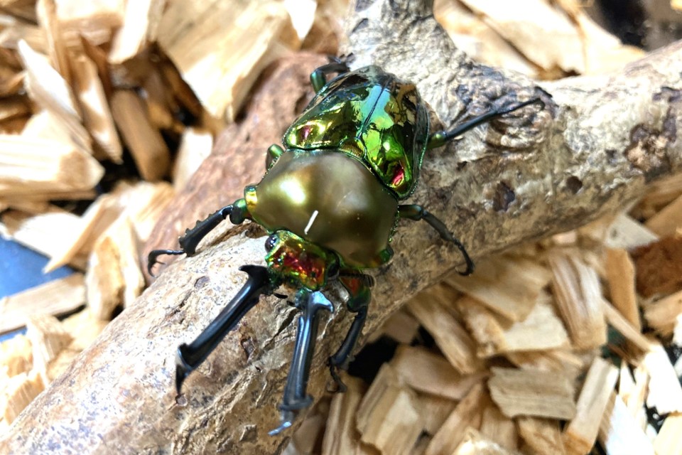 ニジイロクワガタ｜夏休み特別展「熱帯の昆虫2024」/板橋区立熱帯環境植物館（東京都）