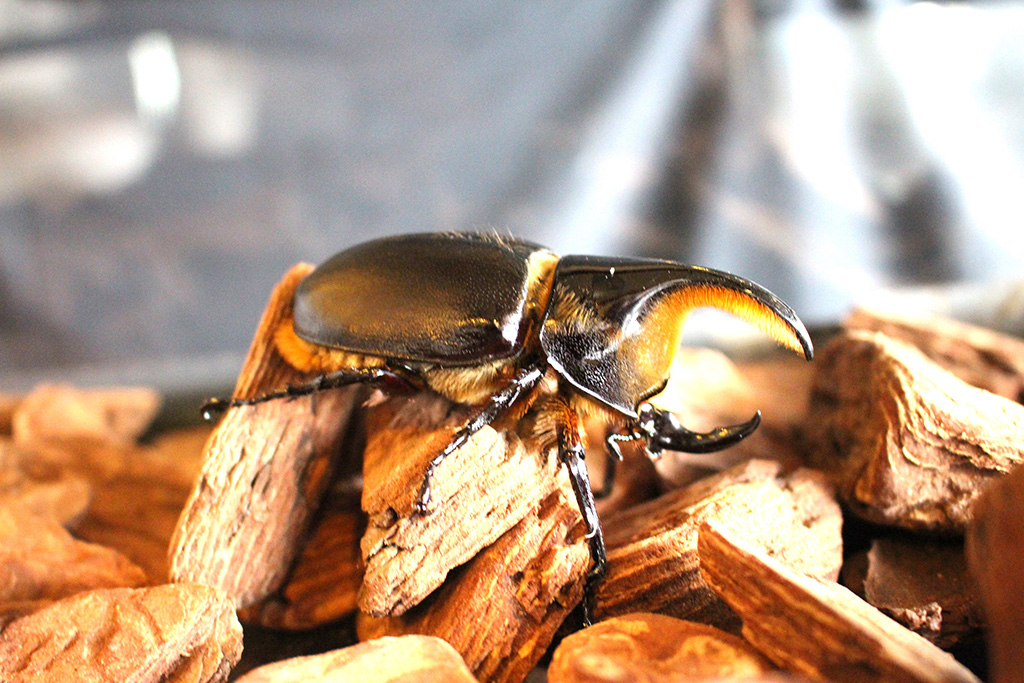 サタンオオカブト｜夏休み特別展「熱帯の昆虫2024」/板橋区立熱帯環境植物館（東京都）