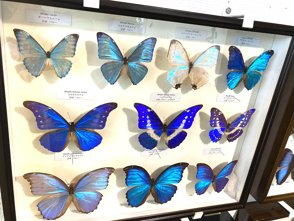 「標本展示コーナー」｜夏休み特別展「熱帯の昆虫2024」/板橋区立熱帯環境植物館（東京都）