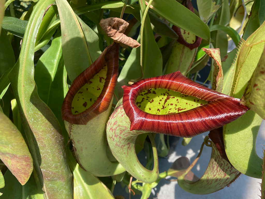 「食虫植物ミニガイド」｜夏休み特別展「熱帯の昆虫2024」/板橋区立熱帯環境植物館（東京都）