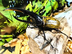 自由研究にもおすすめの特別展「熱帯の昆虫2024」が東京・板橋区立熱帯環境植物館で開催 夏休みは小中学生の入館無料