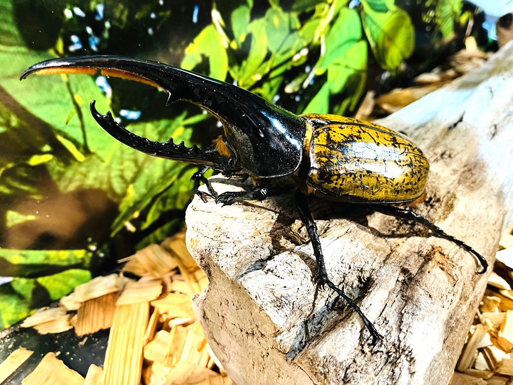 ヘラクレスオオカブト｜夏休み特別展「熱帯の昆虫2024」/板橋区立熱帯環境植物館（東京都）