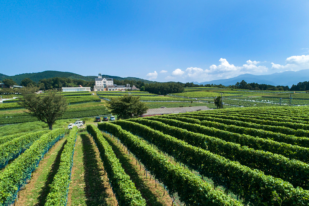 美しいブドウ畑/中伊豆EAST WINDS VILLAGE（静岡県／伊豆市）