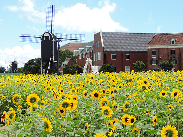 一面に咲き誇る「ひまわり」と風車のコラボレーション/ハウステンボス（長崎県/佐世保市）