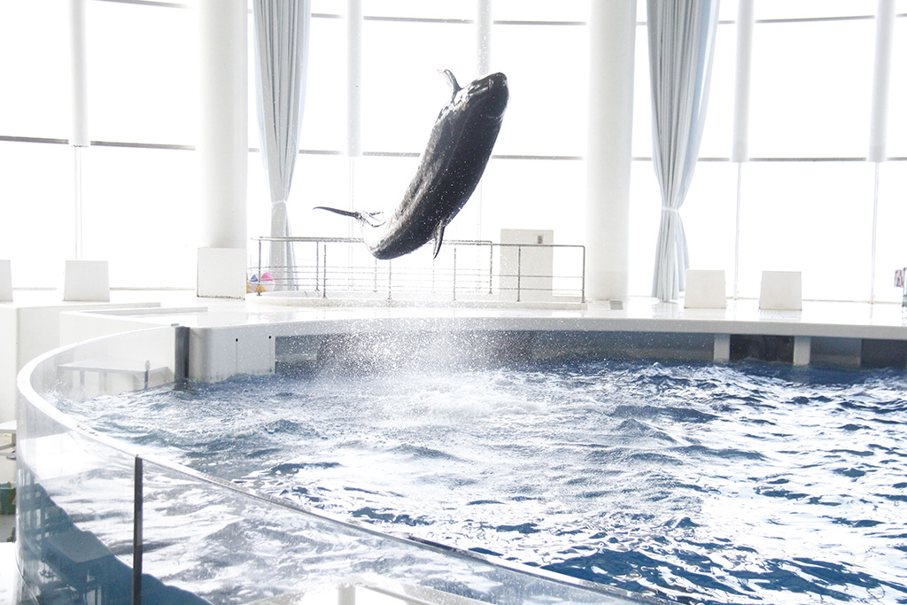 SUMMER AQUAWORLD 2024「Splash!! & Water Fes.!!」/アクアワールド茨城県大洗水族館(茨城県/大洗町)