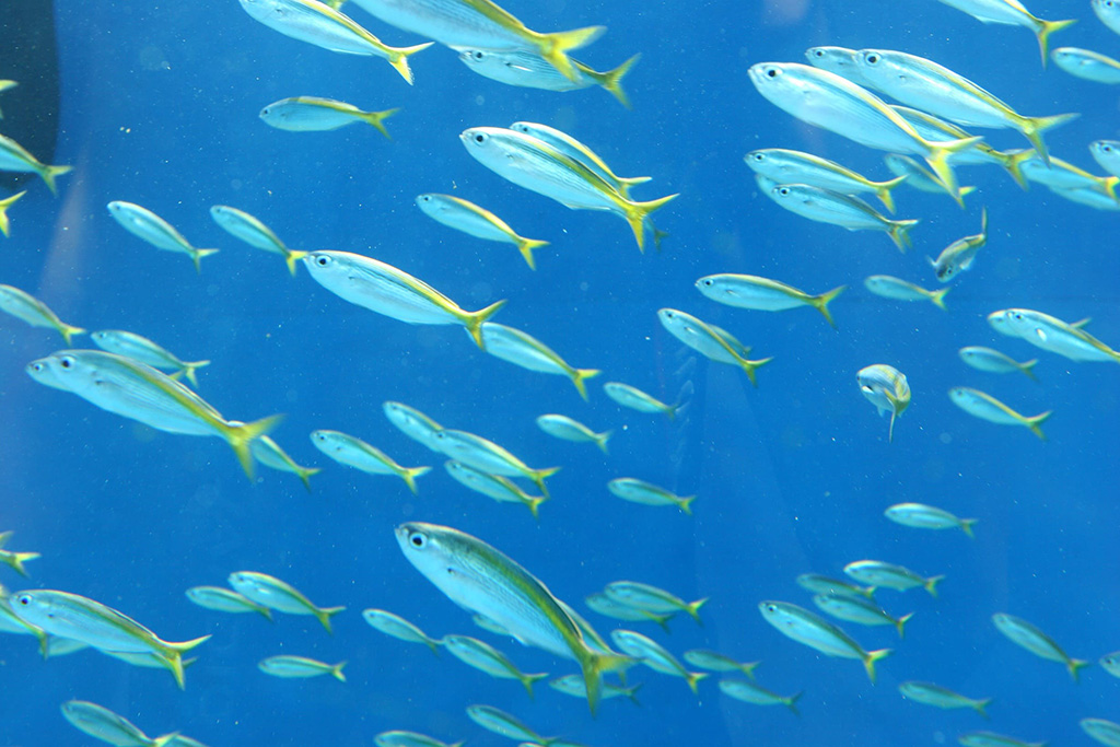 SUMMER AQUAWORLD 2024 期間限定展示「大洗の夏を彩る魚たち」/アクアワールド茨城県大洗水族館(茨城県/大洗町)