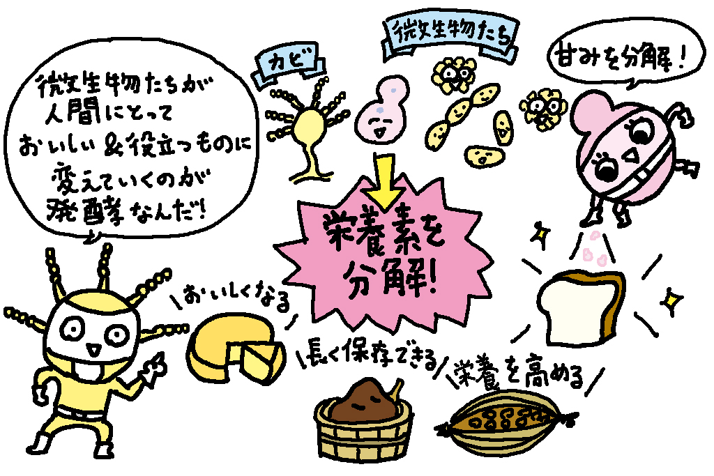 発酵とは？