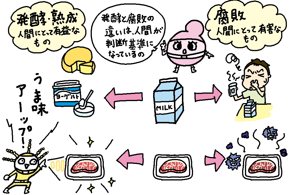 発酵・腐敗（腐る）・熟成はどう違うの？見分け方は？