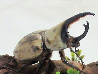 小学館の図鑑NEO たんけん昆虫フェス（千葉県/千葉市）