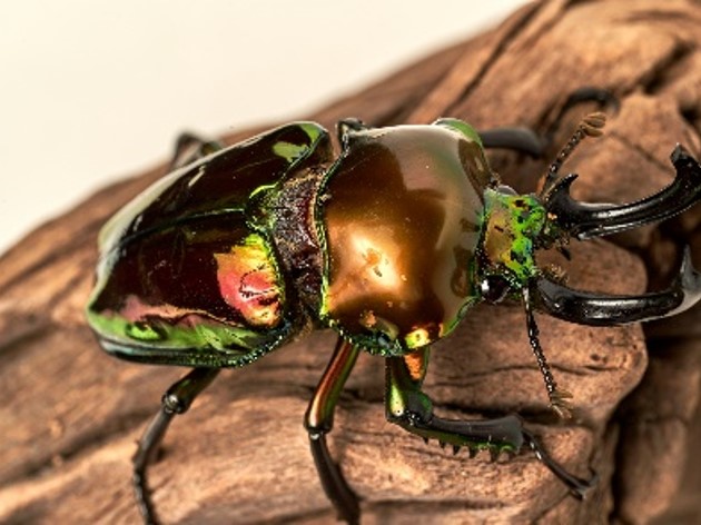 小学館の図鑑NEO たんけん昆虫フェス（千葉県/千葉市）