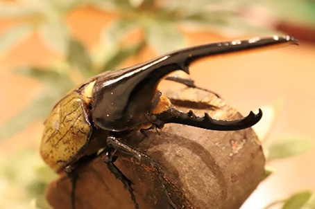 ヘラクレスオオカブト/小学館の図鑑NEO たんけん昆虫フェス（千葉県/千葉市）