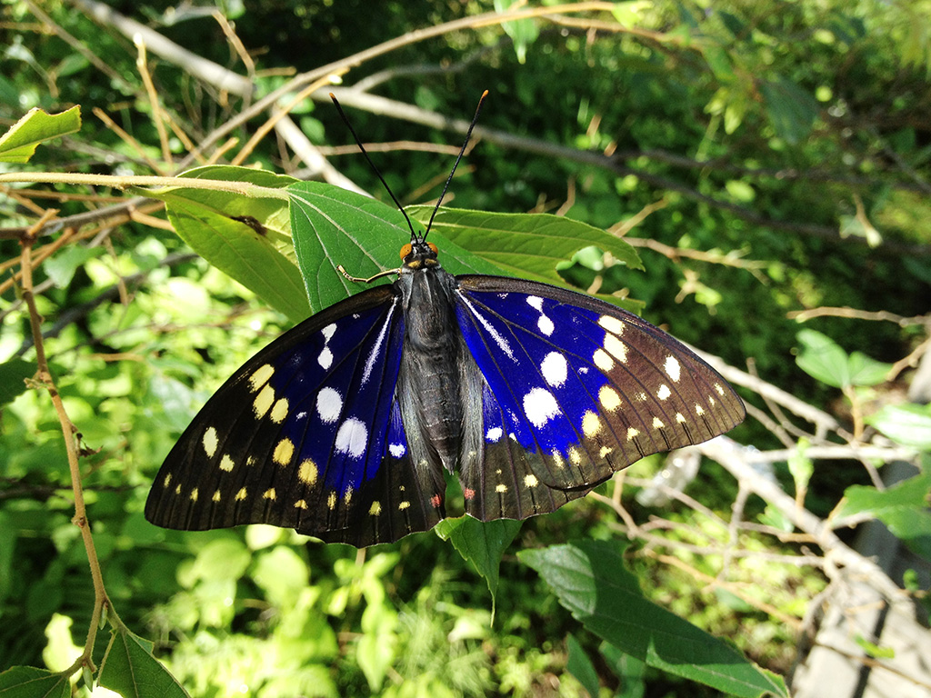 オオムラサキ/北杜市オオムラサキセンター（山梨県／北杜市）