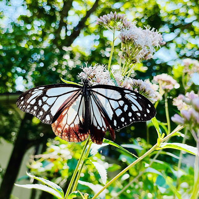 信州昆虫資料館（長野県／青木村）