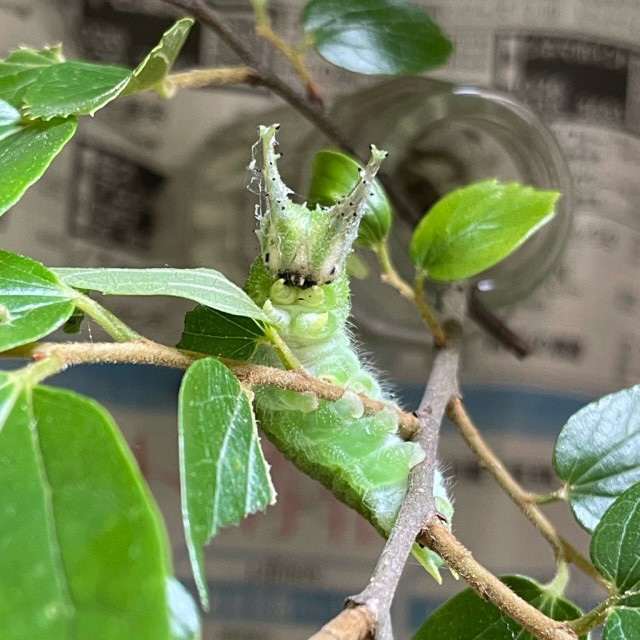 信州昆虫資料館（長野県／青木村）